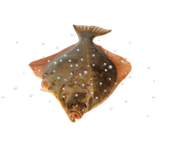 Platija de pescado grande —  Fotos de Stock