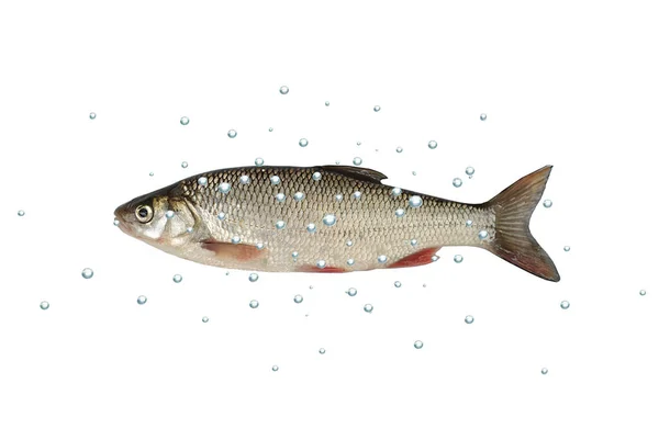 Dace peixe fundo branco — Fotografia de Stock