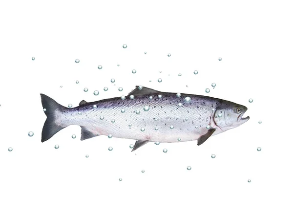 Velké ryby losos — Stock fotografie