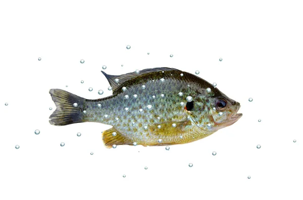 魚ベースの分離 — ストック写真