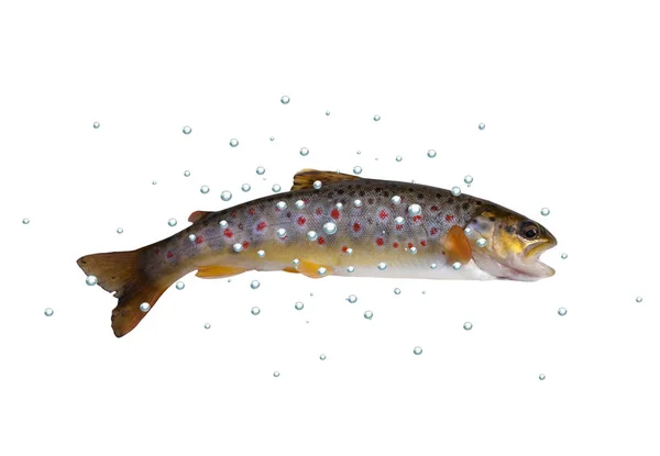 Fresh stream trout — Stock Photo, Image