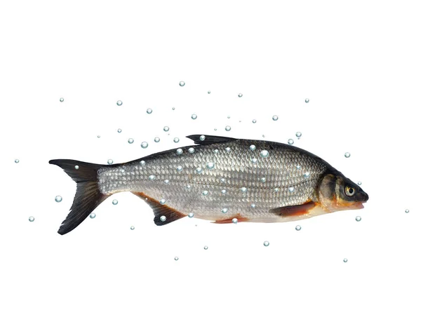 Wild fish chondrostoma nasus — Stock Photo, Image