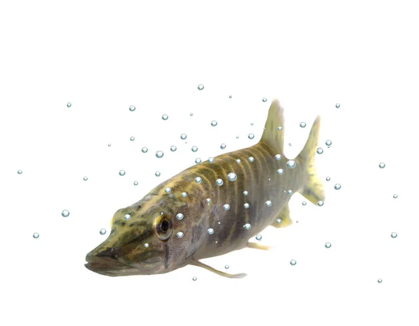 Pike — Stock Photo, Image