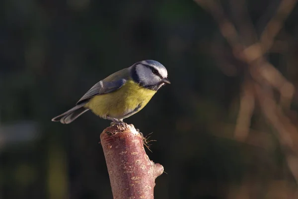 Tit Pássaro Fundo Árvore — Fotografia de Stock