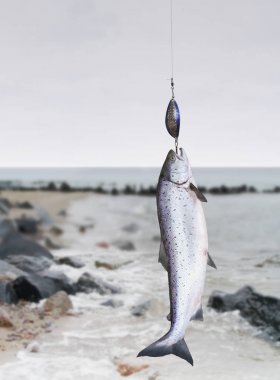 Somon Balık tutma-çubuk