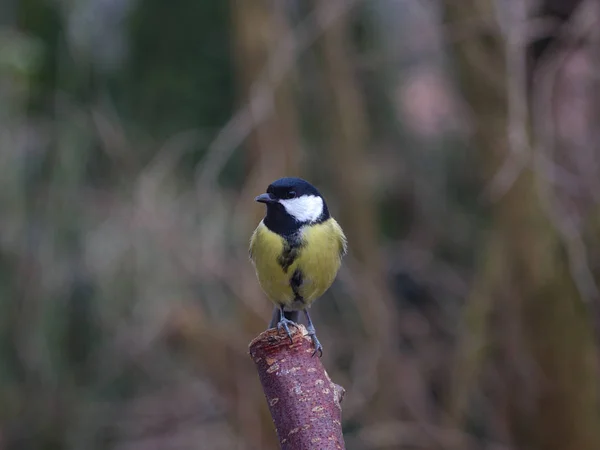 Vogel Mees op tak — Stockfoto