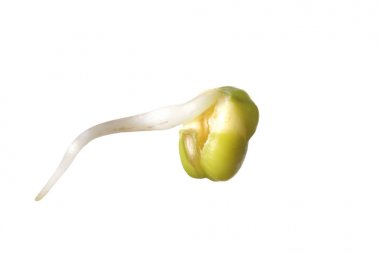 Mung fasulye kök ile