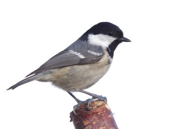 periparus ater baştankara 