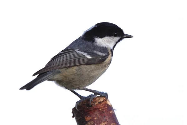 Periparus ater mésange — Photo