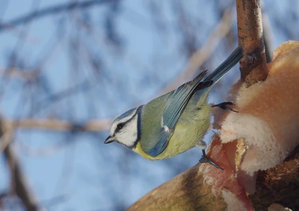 Bird tit on branch — Φωτογραφία Αρχείου