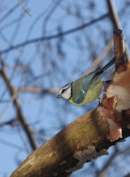 Uccello tetta su ramo — Foto Stock
