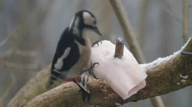 Orman arka plan üzerinde ağaçkakan