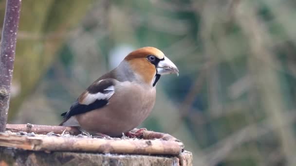 Hawfinch Фоне Леса — стоковое видео