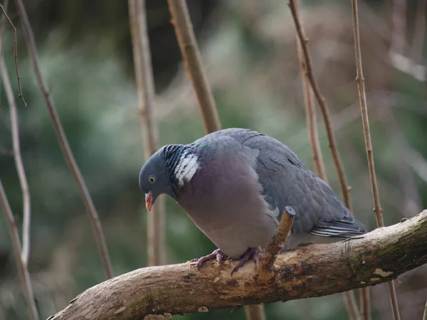 Oiseau Pigeon Sauvage Sur Fond Forêt — Photo