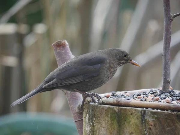 Blackbird Turdus Merula Forest Background — Stock Photo, Image