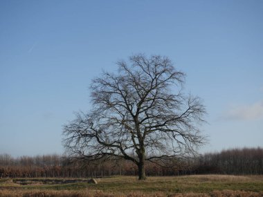 Mavi gökyüzü arka planında büyük bir meşe ağacı
