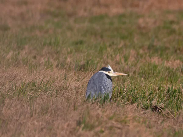 Garza aviar (Ardea herodias ) — Foto de Stock