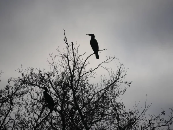 Corvo-marinho na árvore — Fotografia de Stock