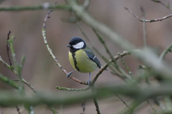 Kohlenmaus auf Baumhintergrund — Stockfoto