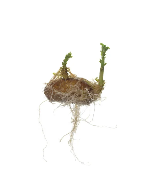 Germinating potato isolated — Stock Photo, Image