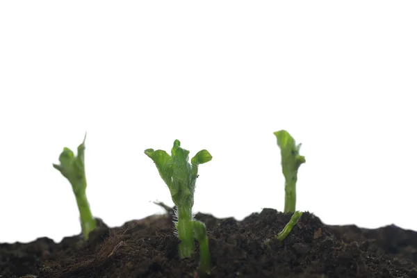 Growing potato shoots — Stock Photo, Image