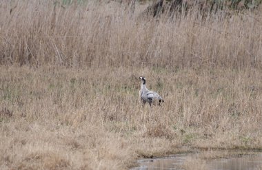  Çayır arka planında kuş vinci sabahı ilkbahar zamanı