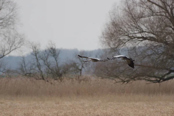 春天的早晨 鸟儿在草地上飞来飞去 — 图库照片