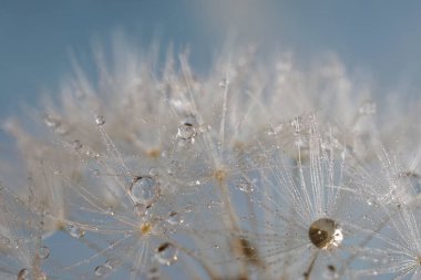 Su damlacıkları ve karahindiba tohumu.