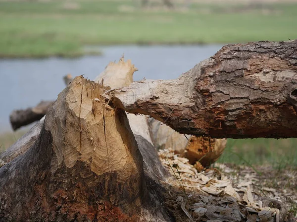 Willow Tree Hurt Beaver River Background — Stock Photo, Image