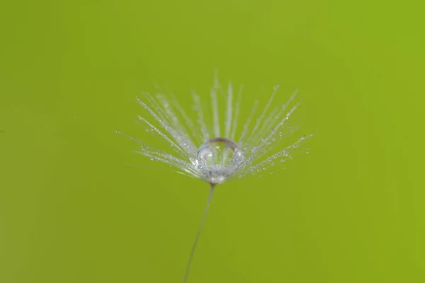 Dandelion Seed Water Droplets Macro — Stock Photo, Image