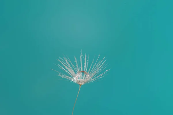 Dandelion Seed Water Droplets Macro — Stock Photo, Image