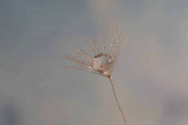 水滴マクロ付きタンポポの種 — ストック写真