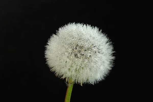 Dandelion Stem Seeds Black Background — Stock Photo, Image
