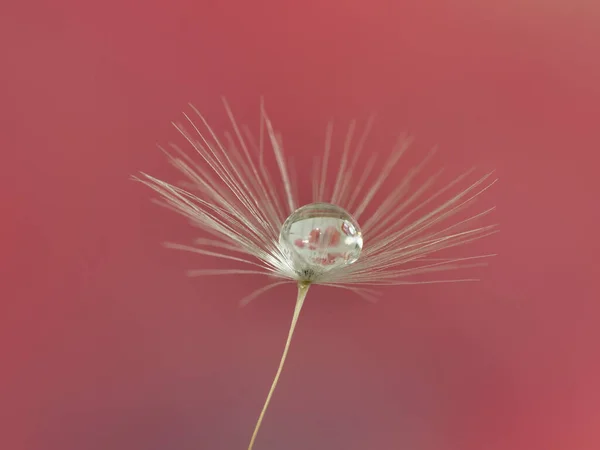 水滴マクロ付きタンポポの種 — ストック写真