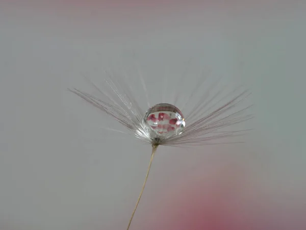 Dandelion Seed Water Droplets Macro — Stock Photo, Image