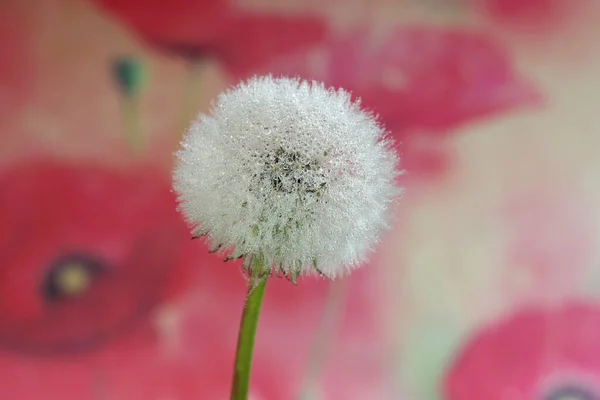 Dandelion Seed Water Droplets Macro — Stock Photo, Image