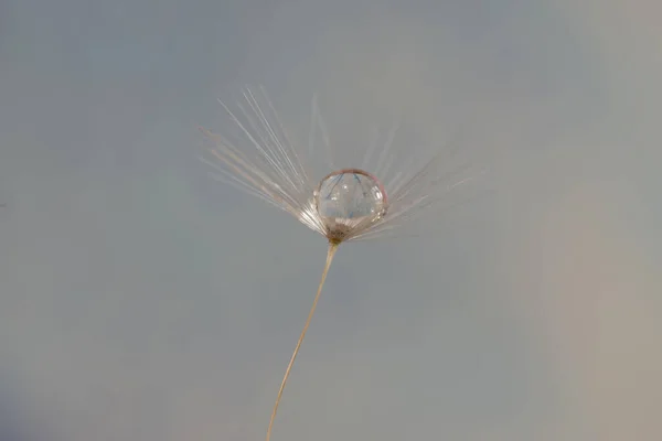 Dandelion Seed Water Droplets Macro — Stock Photo, Image