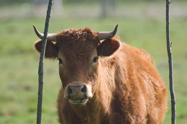 Vaca Marrom Pastagem Fundo Floresta — Fotografia de Stock