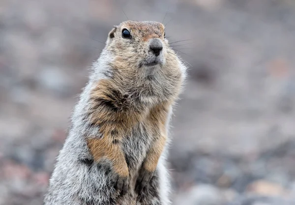 Porträtt av en Bering gopher Royaltyfria Stockfoton