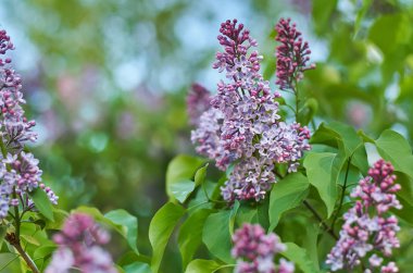 sığ derinlik-in tarla ve güzel bokeh ile diffüz ışık leylak dalı yakın çekim fotoğraf