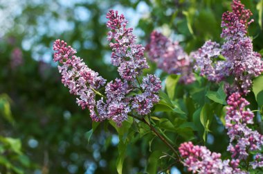 sığ derinlik-in tarla ve güzel bokeh ile diffüz ışık leylak dalı yakın çekim fotoğraf