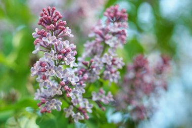 sığ derinlik-in tarla ve güzel bokeh ile diffüz ışık leylak dalı yakın çekim fotoğraf