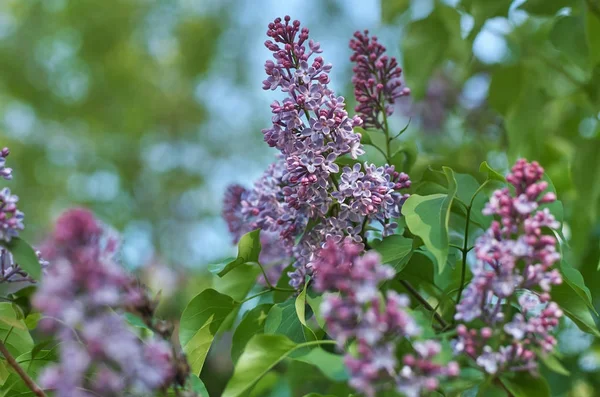 sığ derinlik-in tarla ve güzel bokeh ile diffüz ışık leylak dalı yakın çekim fotoğraf
