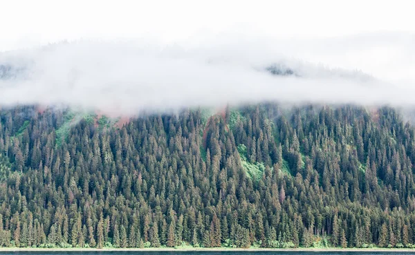 Nebel über Nadelbäumen — Stockfoto