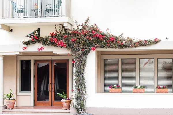 Vinha de floração vermelha no edifício de gesso branco — Fotografia de Stock