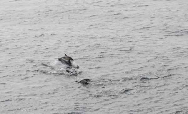 Dolphins Jumping in Sea — Stock Photo, Image