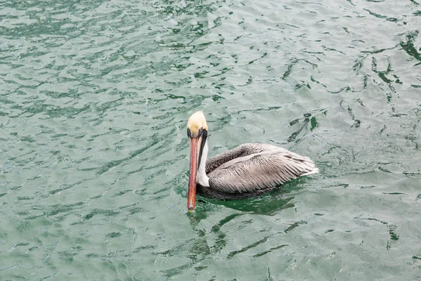 Pelican tittar på kameran — Stockfoto