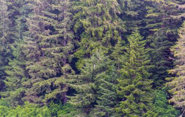 Herdem yeşil Alaska Wilderness içinde