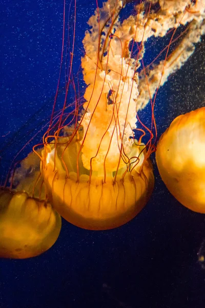 Yellow Jellyfish Swimming — Stock Photo, Image