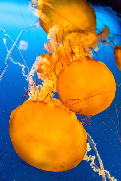 Jellyfish Swimming Down — Stock Photo, Image